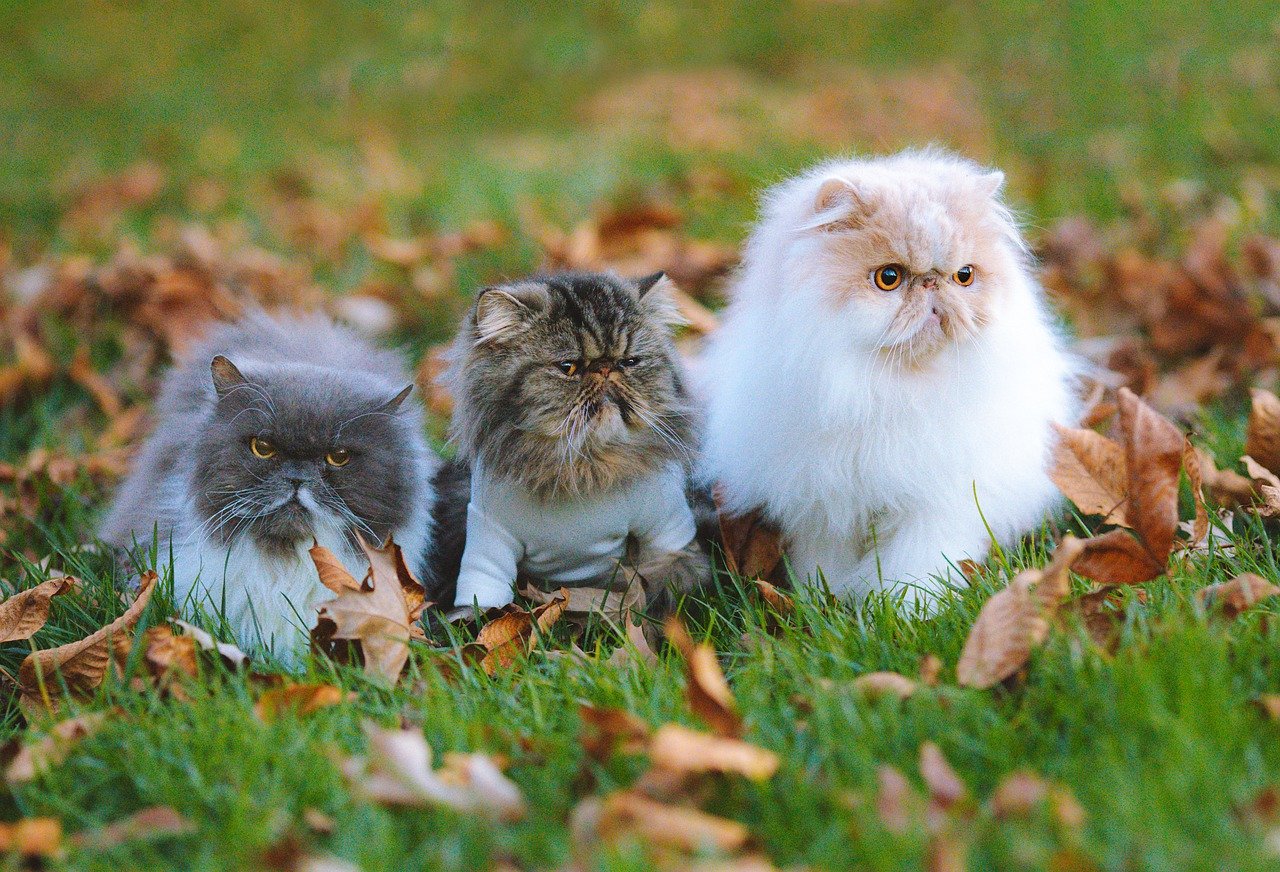 A Guide to the Most Popular Cat Breeds